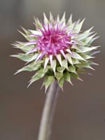 Milk Thistle for your low thyroid