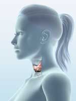 What is the Thyroid?